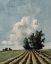 Picture of COPSE OF TREES