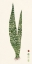 Picture of SNAKE PLANTS IV