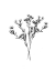 Picture of WILD THISTLE BUNDLE II