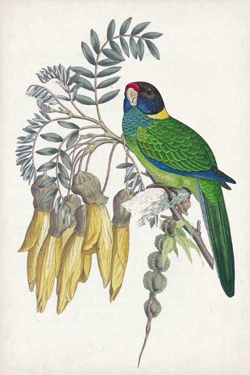 Picture of TROPICAL BIRD AND FLOWER II