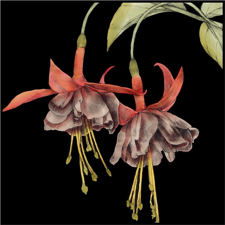 Picture of GRAPHIC FUCHSIA I