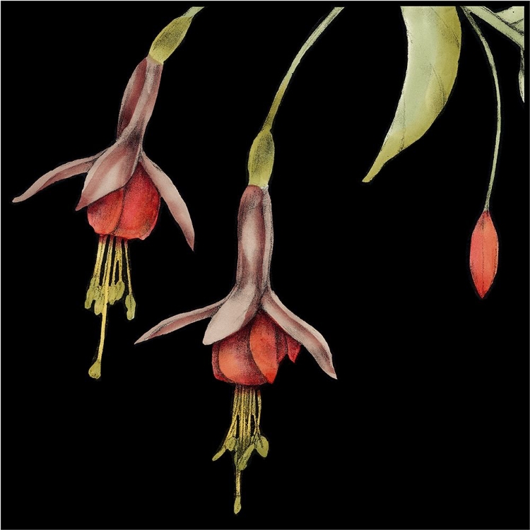 Picture of GRAPHIC FUCHSIA III