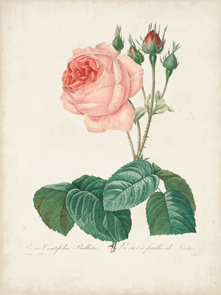 Picture of VINTAGE REDOUTE ROSES I