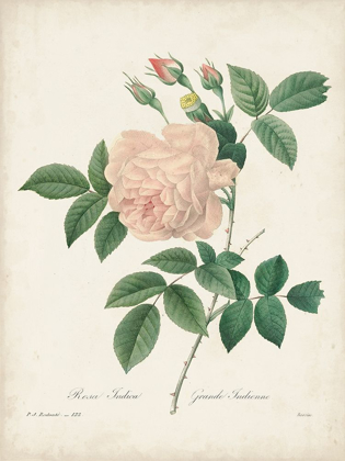 Picture of VINTAGE REDOUTE ROSES II