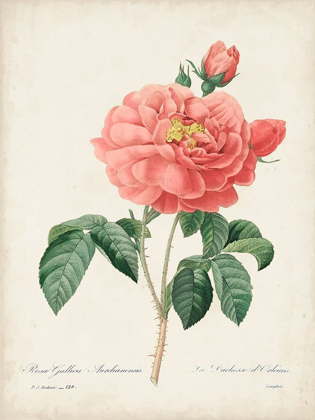 Picture of VINTAGE REDOUTE ROSES III