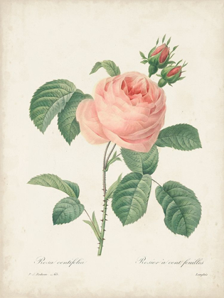 Picture of VINTAGE REDOUTE ROSES IV