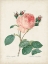 Picture of VINTAGE REDOUTE ROSES V