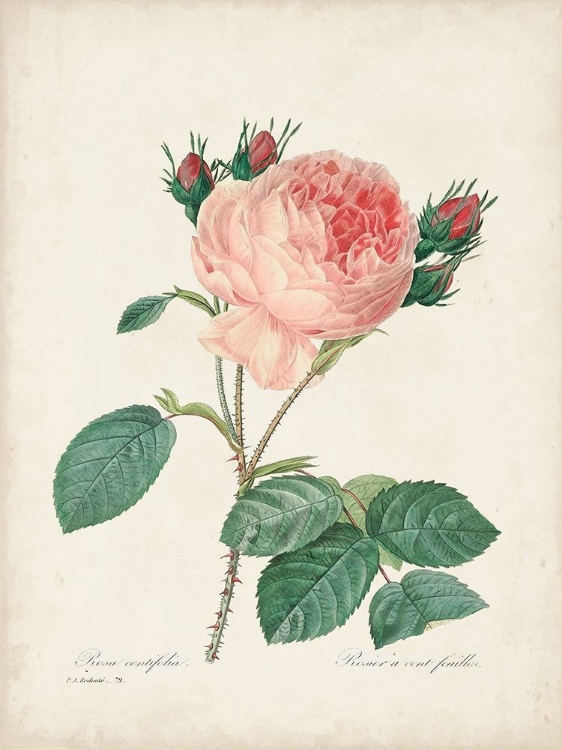 Picture of VINTAGE REDOUTE ROSES V