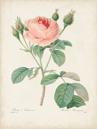 Picture of VINTAGE REDOUTE ROSES VI