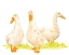 Picture of QUACK SQUAD II