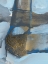 Picture of MESMERIZE III