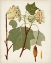 Picture of ANTIQUE LEAVES III