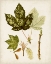 Picture of ANTIQUE LEAVES V