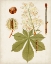 Picture of ANTIQUE LEAVES VIII