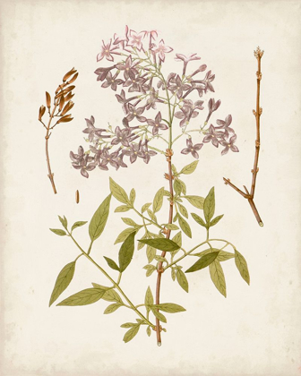 Picture of VINTAGE FLOWERING TREES I