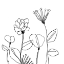 Picture of SPINDLE BLOSSOMS I