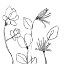 Picture of SPINDLE BLOSSOMS II