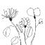 Picture of SPINDLE BLOSSOMS IV