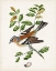 Picture of ANTIQUE BIRD-BOTANICAL AND EGG II