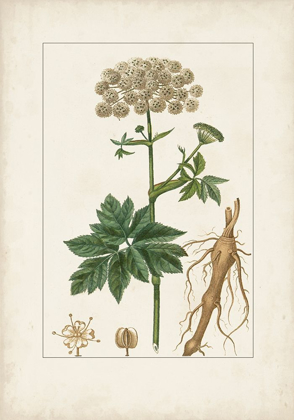 Picture of ANTIQUE TURPIN BOTANICAL I