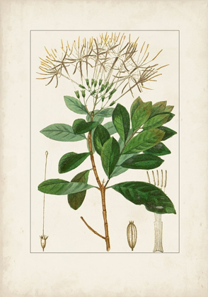 Picture of ANTIQUE TURPIN BOTANICAL II