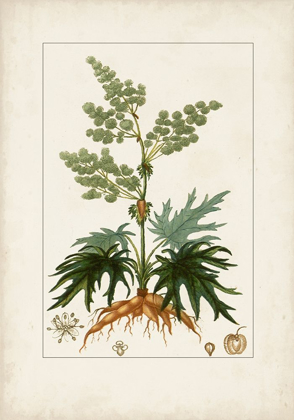 Picture of ANTIQUE TURPIN BOTANICAL III