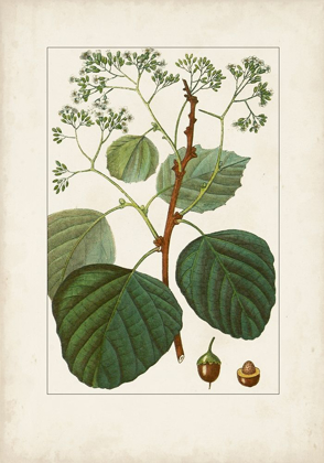 Picture of ANTIQUE TURPIN BOTANICAL IV