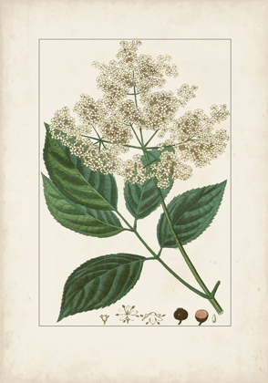 Picture of ANTIQUE TURPIN BOTANICAL V