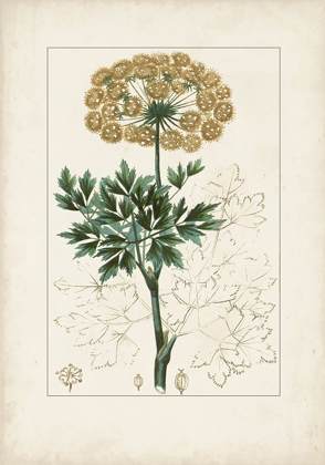 Picture of ANTIQUE TURPIN BOTANICAL VI