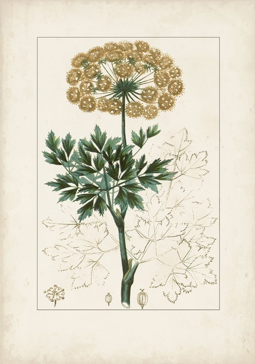 Picture of ANTIQUE TURPIN BOTANICAL VI