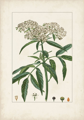 Picture of ANTIQUE TURPIN BOTANICAL VII