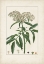 Picture of ANTIQUE TURPIN BOTANICAL VII