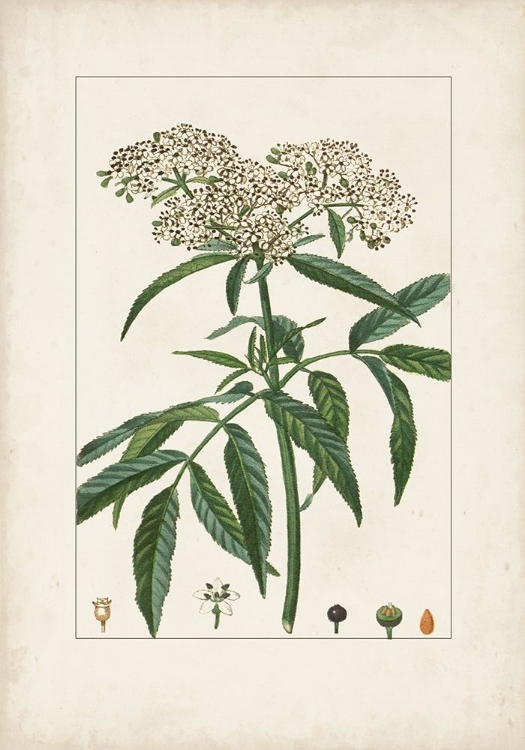 Picture of ANTIQUE TURPIN BOTANICAL VII