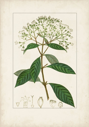 Picture of ANTIQUE TURPIN BOTANICAL VIII