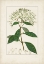 Picture of ANTIQUE TURPIN BOTANICAL VIII