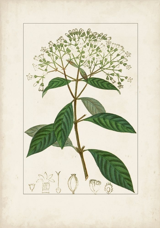 Picture of ANTIQUE TURPIN BOTANICAL VIII