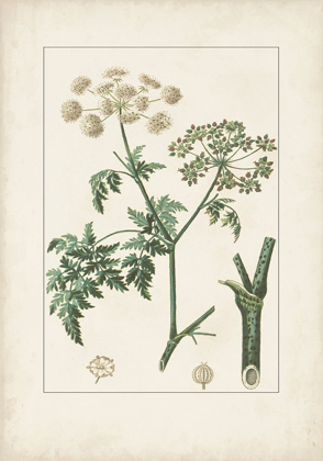 Picture of ANTIQUE TURPIN BOTANICAL IX