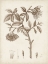 Picture of ANTIQUE SEPIA BOTANICALS I