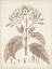Picture of ANTIQUE SEPIA BOTANICALS III