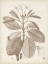 Picture of ANTIQUE SEPIA BOTANICALS VIII