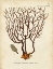 Picture of ESPER SEA FANS II
