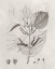 Picture of VINTAGE LEAVES III
