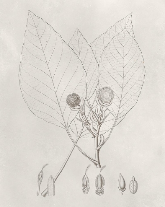 Picture of VINTAGE LEAVES V