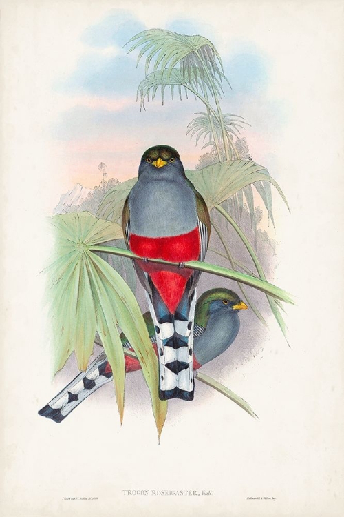 Picture of GOULD TROPICAL BIRDS IV