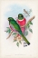 Picture of GOULD TROPICAL BIRDS VII