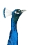 Picture of PEACOCK PORTRAIT I