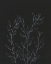 Picture of SIMPLE STALK I