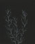 Picture of SIMPLE STALK II