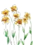 Picture of AMBER TULIPS I