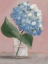 Picture of SINGLE HYDRANGEA II